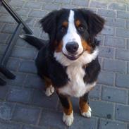 Berner sennenhund Morgan