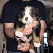 Berner sennenhund Morgan