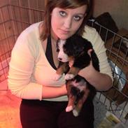 Berner sennenhund Morgan