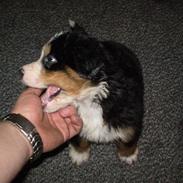 Berner sennenhund Morgan