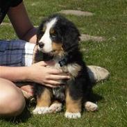 Berner sennenhund Morgan