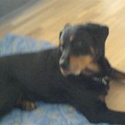 Rottweiler sika
