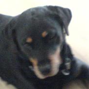 Rottweiler sika