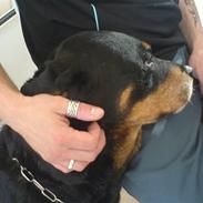 Rottweiler sika