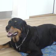 Rottweiler sika