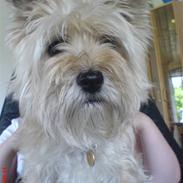 Cairn terrier Vimse