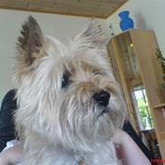 Cairn terrier Vimse