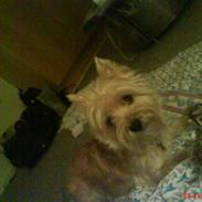 Cairn terrier Vimse