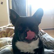 Fransk bulldog Mary.. *DØD* ='(