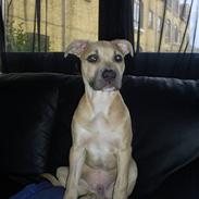 Amerikansk staffordshire terrier Knæk #R.I.P#