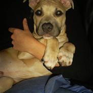 Amerikansk staffordshire terrier Knæk #R.I.P#