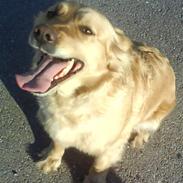 Blanding af racer Molly