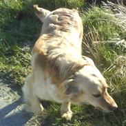 Blanding af racer Molly