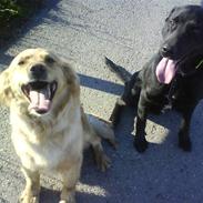 Blanding af racer Molly