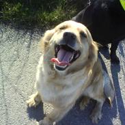 Blanding af racer Molly