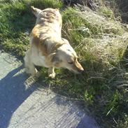 Blanding af racer Molly