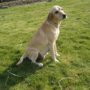 Labrador retriever Fie