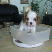 Cavalier king charles spaniel Freja