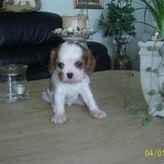 Cavalier king charles spaniel Freja