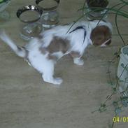 Cavalier king charles spaniel Freja