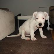 Dogo argentino FiFi Long Gong Gong- Død