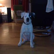 Amerikansk bulldog Shila
