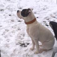 Amerikansk bulldog Shila