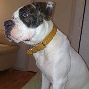 Amerikansk bulldog Shila