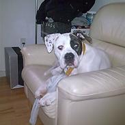 Amerikansk bulldog Shila