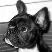 Fransk bulldog Alle 5. W+W+L+L+T :-)