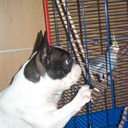 Fransk bulldog Alle 5. W+W+L+L+T :-)