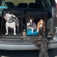 Fransk bulldog Alle 5. W+W+L+L+T :-)