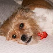 Blanding af racer mimse