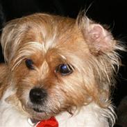 Blanding af racer mimse