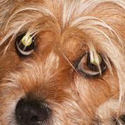 Blanding af racer mimse