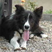 Border collie Bobby (Buffas)
