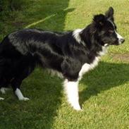 Border collie Bobby (Buffas)