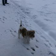 Blanding af racer mimse