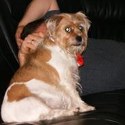 Blanding af racer mimse