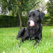 Blanding af racer saco