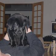 Blanding af racer saco