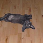 Blanding af racer saco