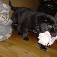 Blanding af racer saco