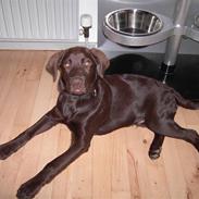 Labrador retriever Gordon