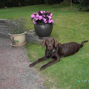 Labrador retriever Gordon