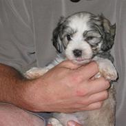 Bichon havanais William