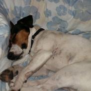 Jack russell terrier Casey
