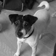 Jack russell terrier Casey