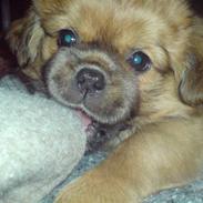 Tibetansk spaniel Cim-Cill Brassy Ludvig M.