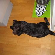 Labrador retriever Duncan